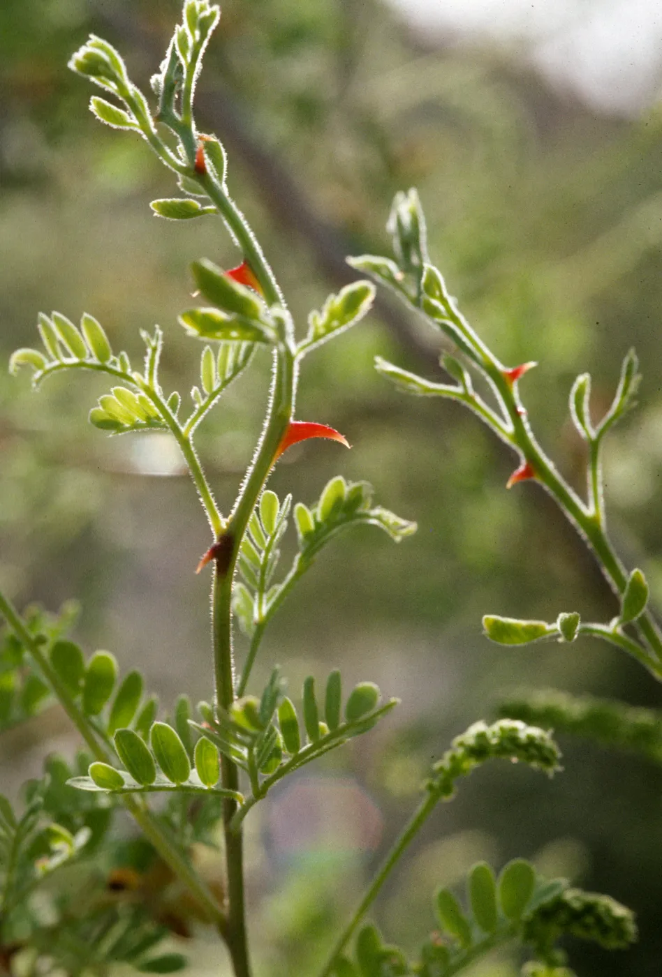 Acacia greggii