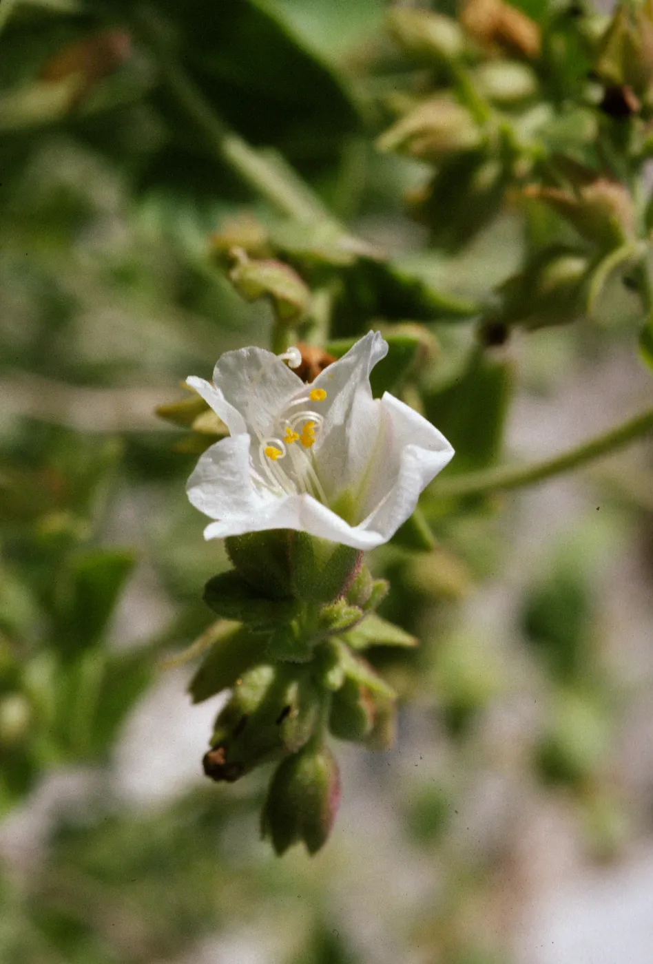Mirabilis californica