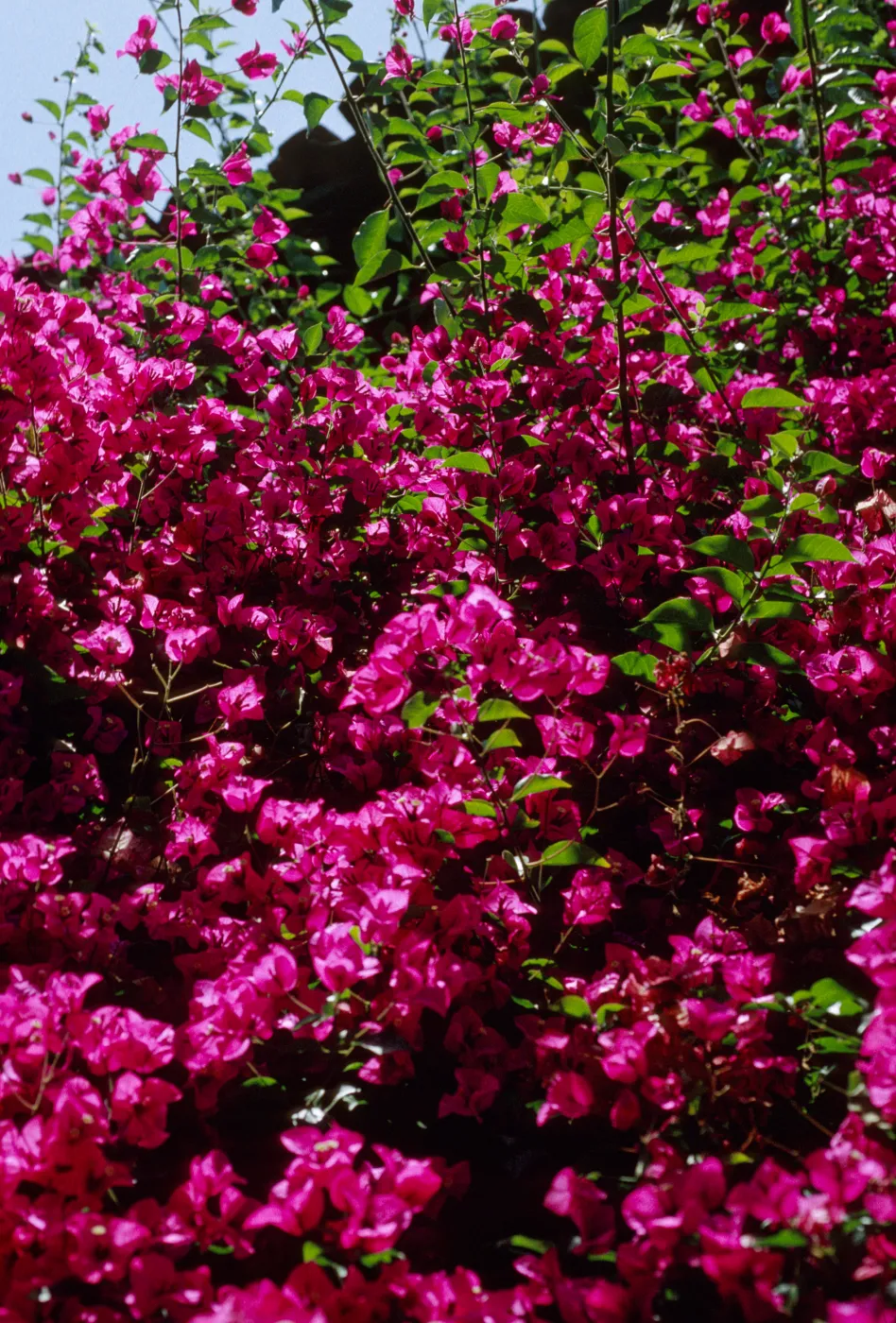Bougainvillea