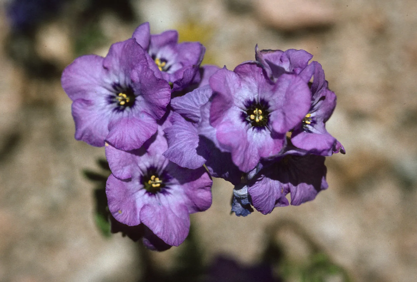 Phacelia fremontii