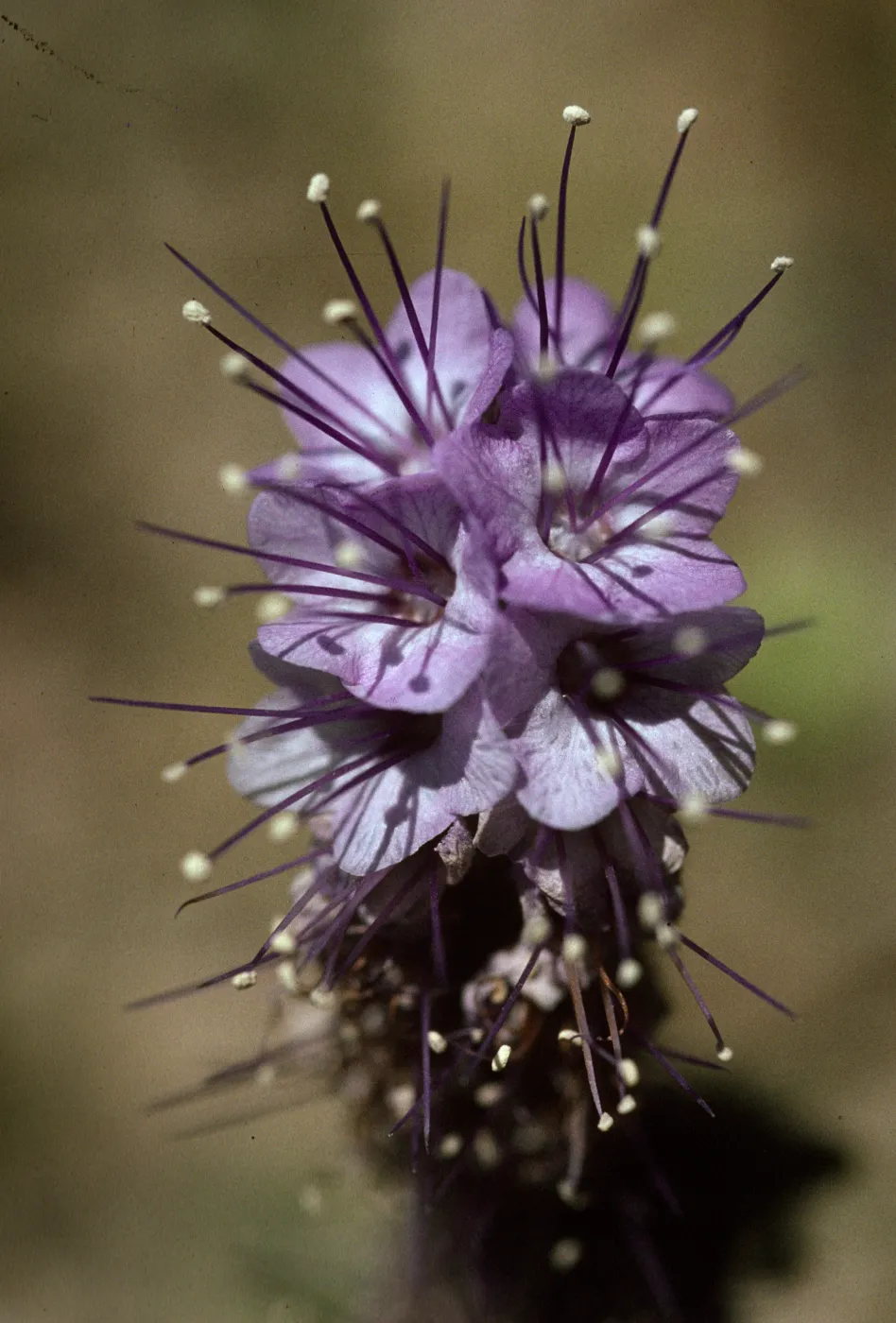 Phacelia tanacetifolia