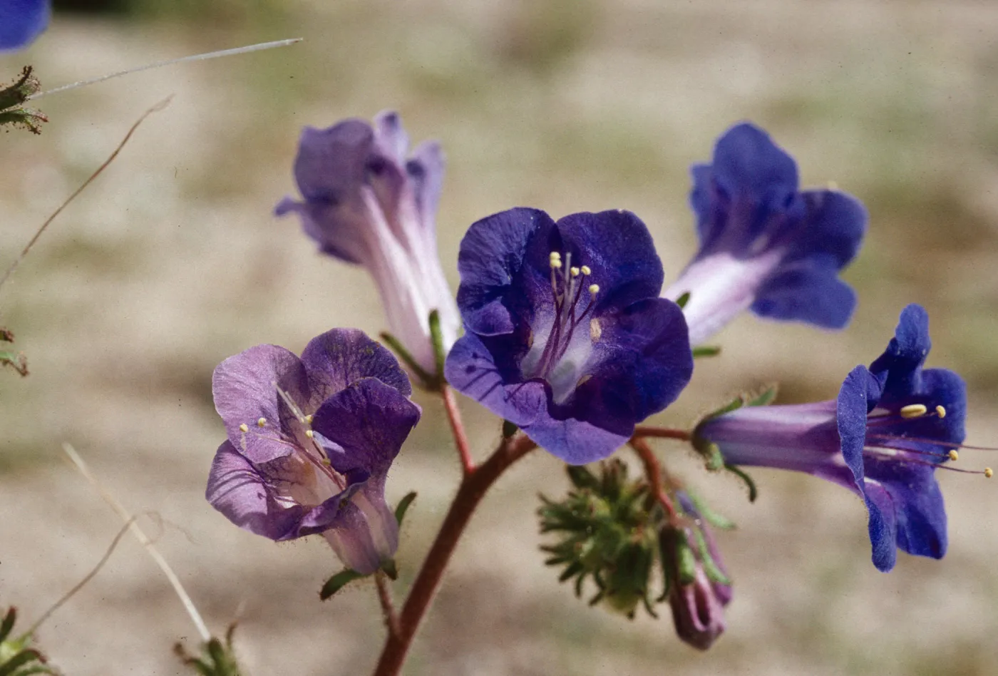 Phacelia campanularia