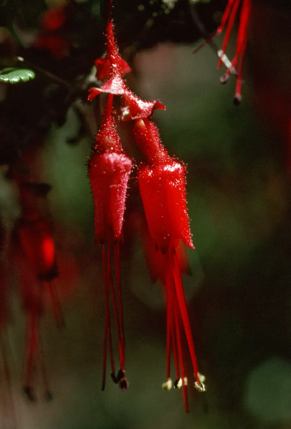 Ribes speciosum