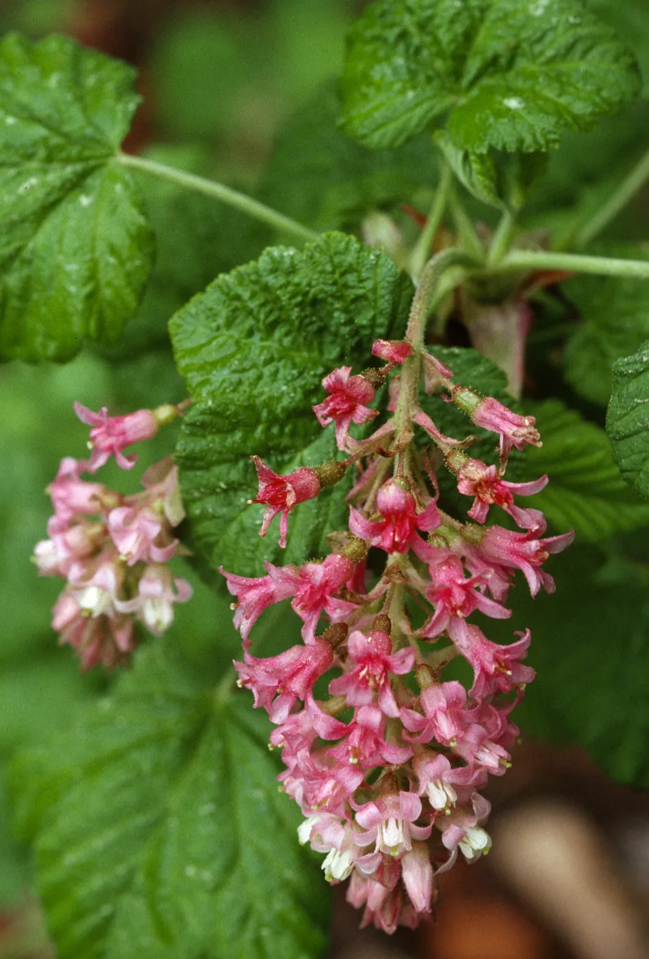 Ribes sanguineum