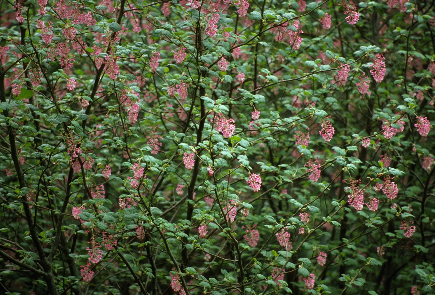 Ribes sanguineum