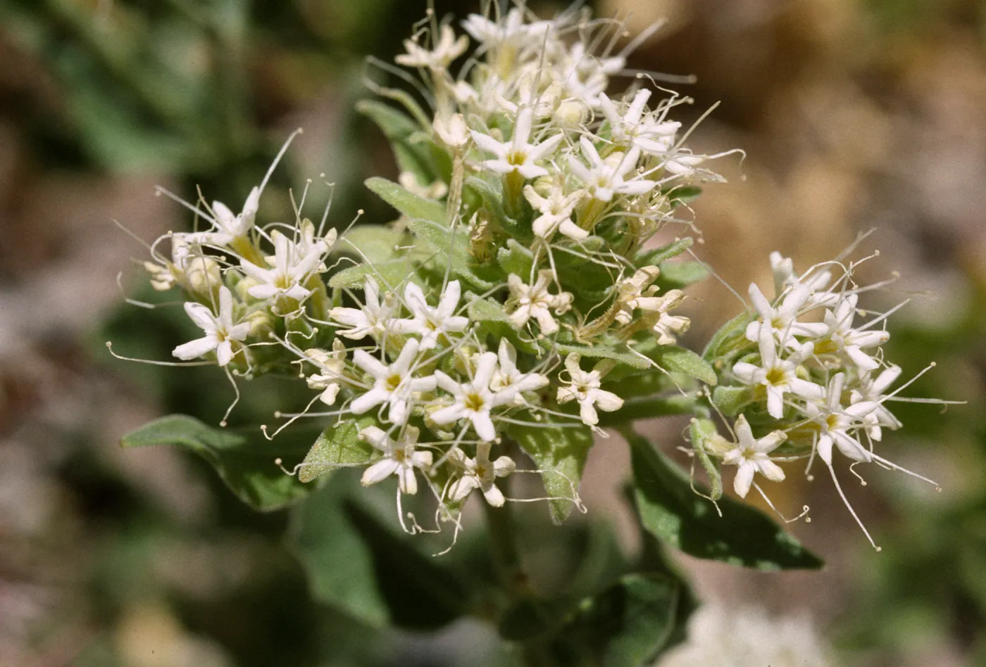 Petalonyx nitidus