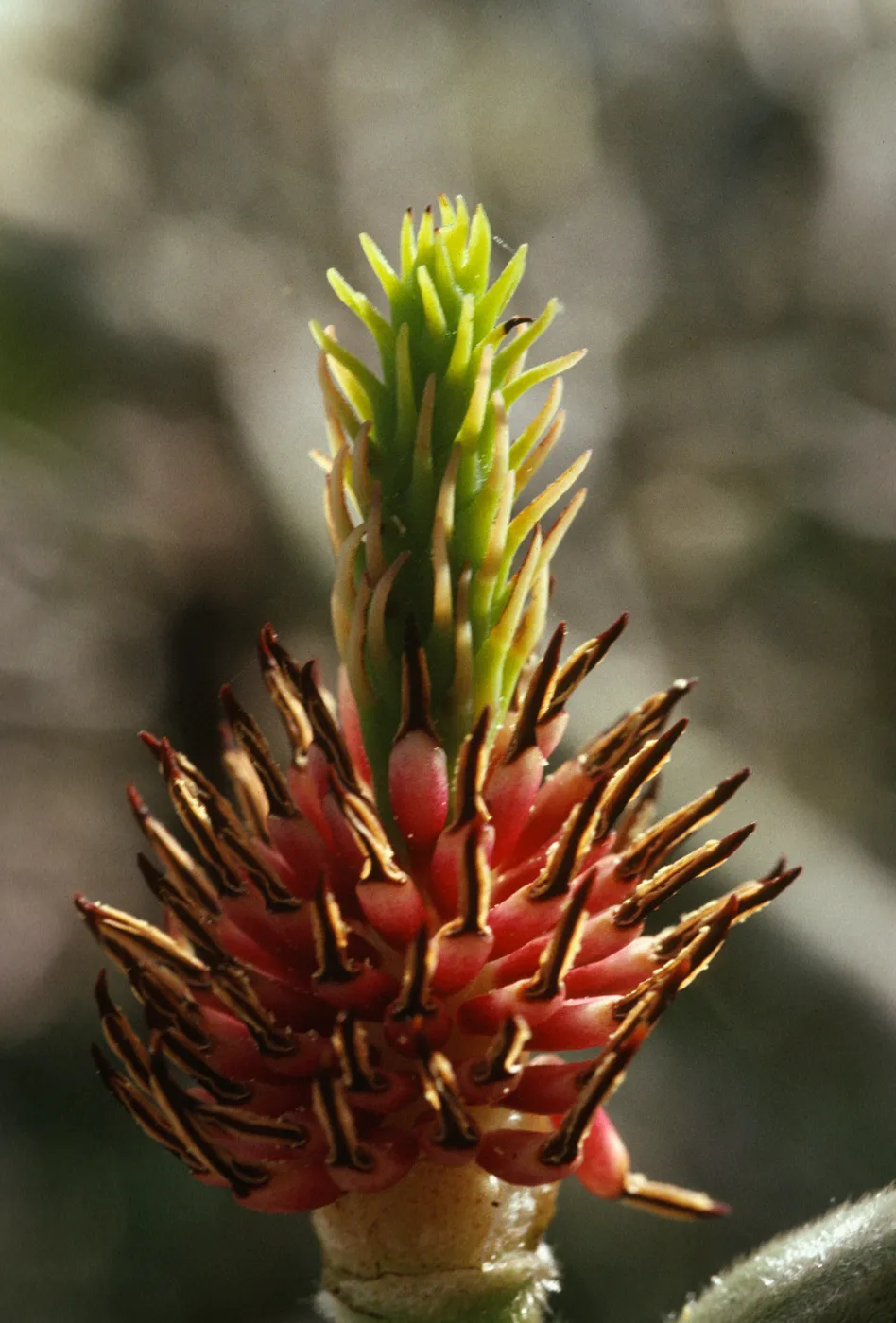 Magnolia denudata