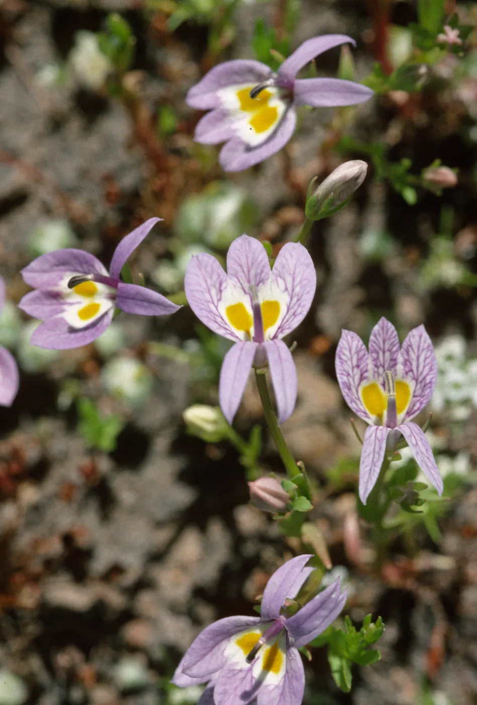 Downingia bacigalupii