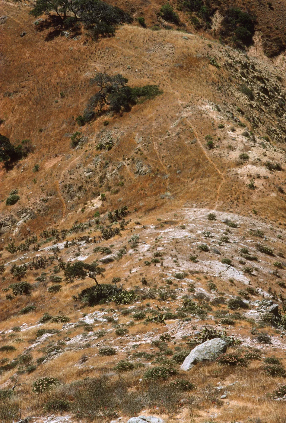Malacothamnus on Horguela Ridge, Santa Cruz Island