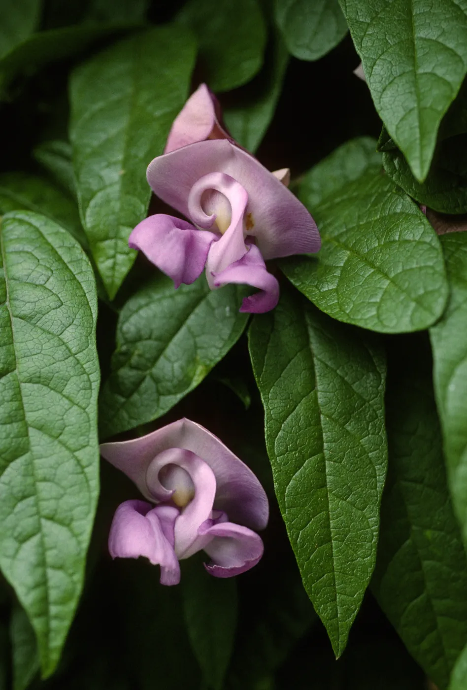 Clitoria