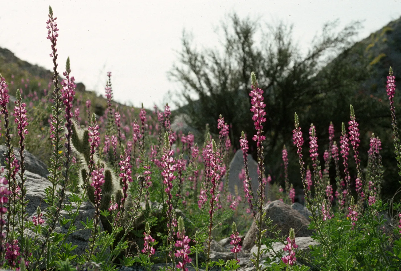 Lupinus arizonicus