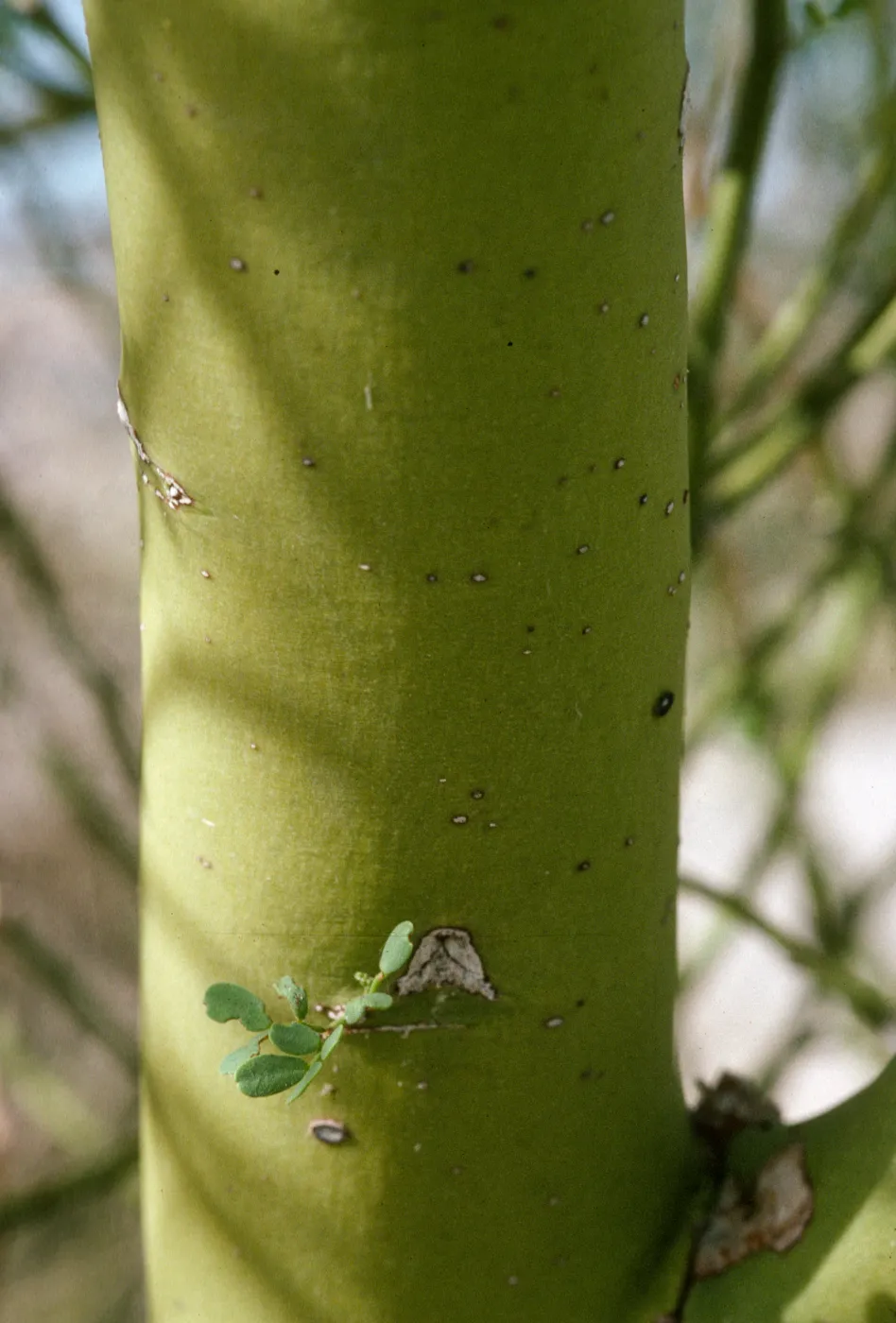 Parkinsonia