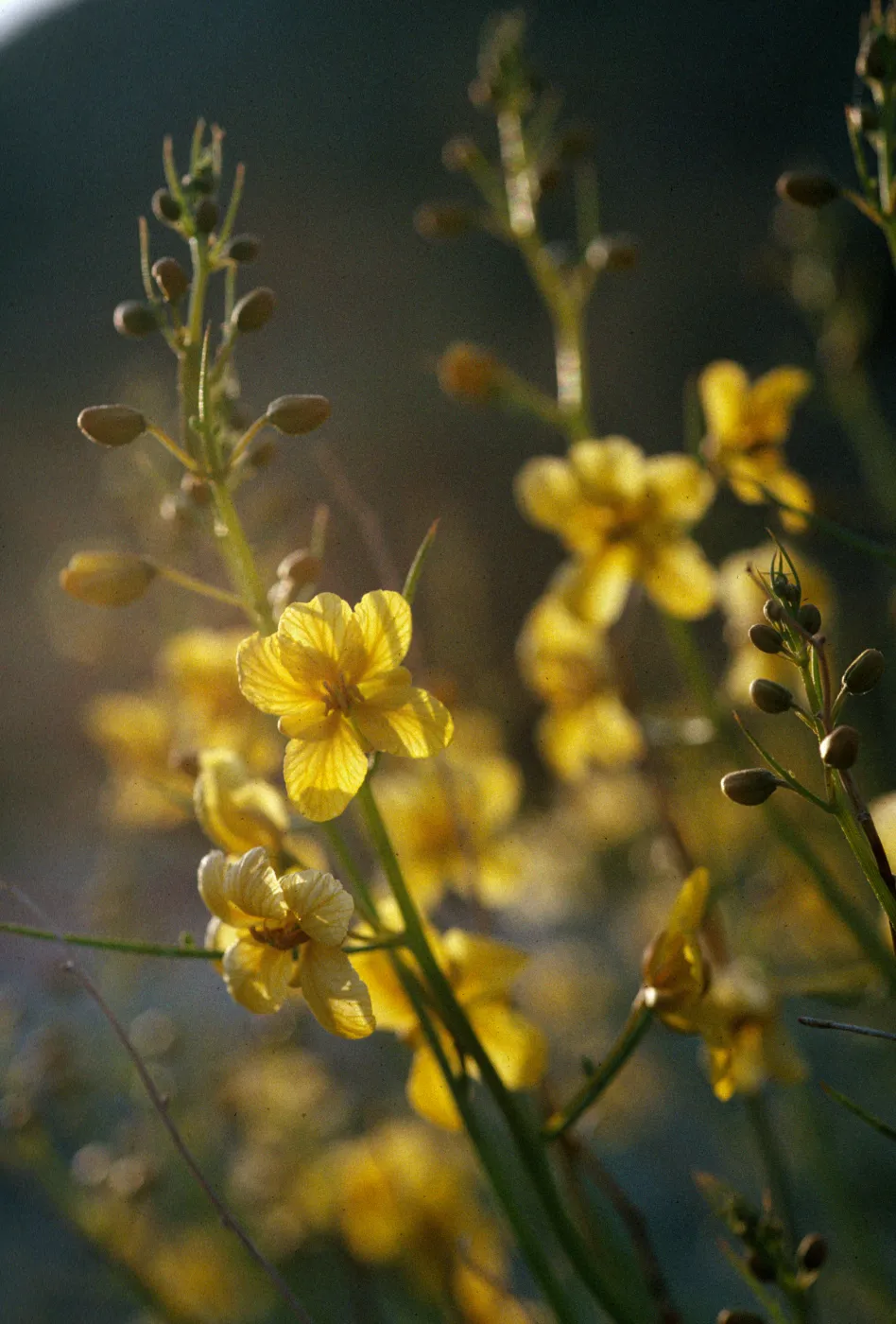 Senna armata
