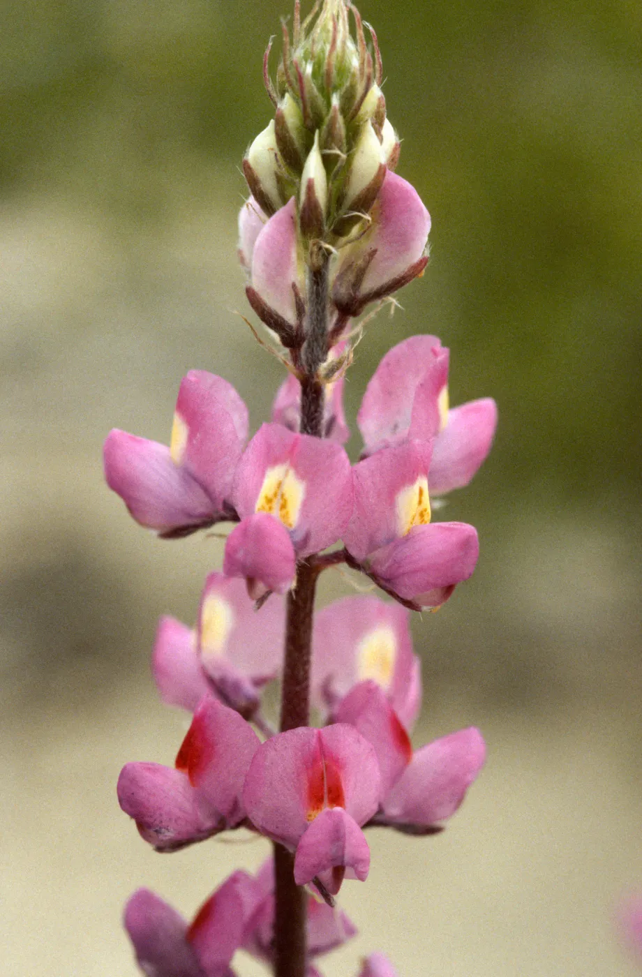 Lupinus arizonicus