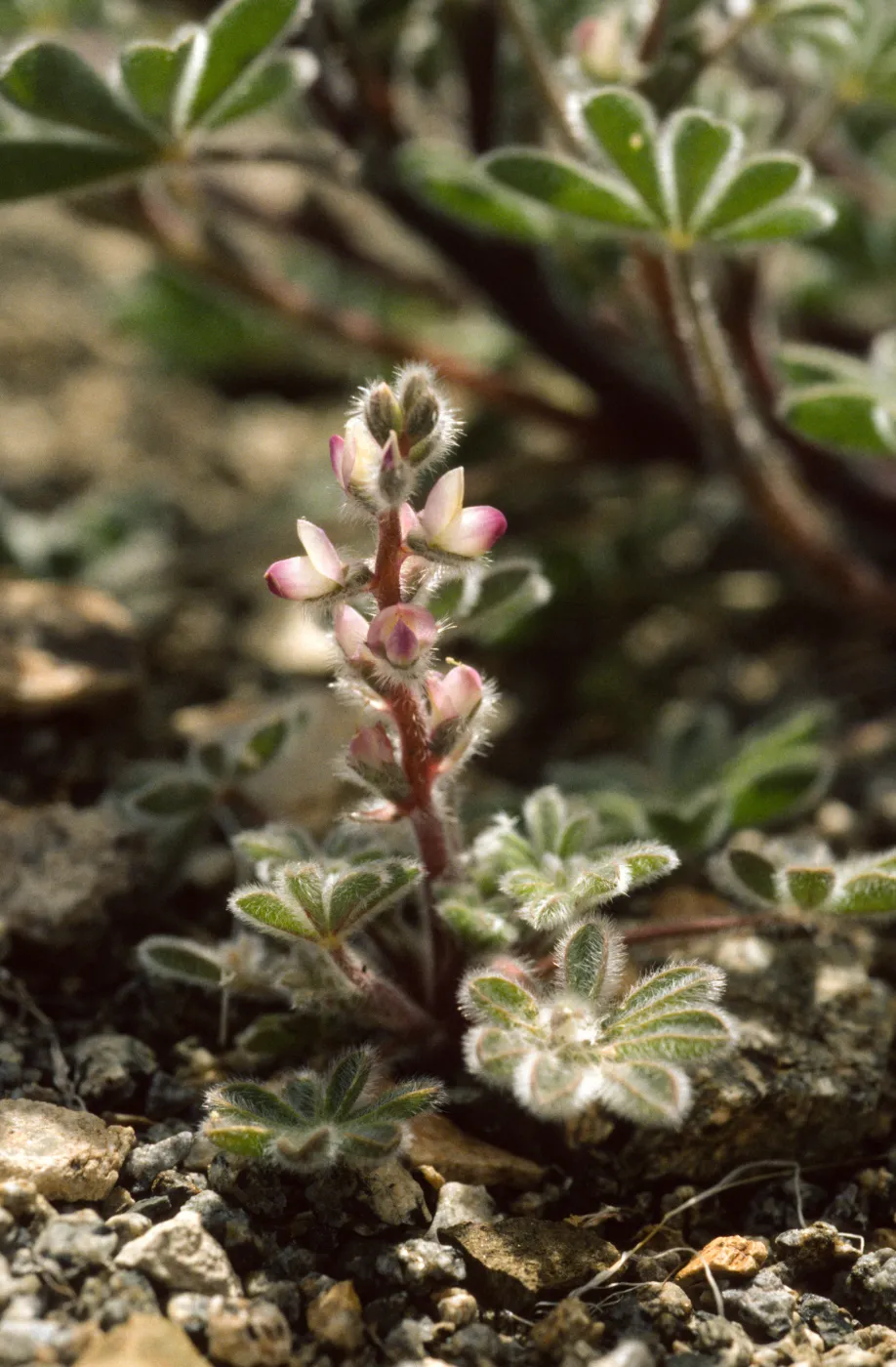 Lupinus arizonicus