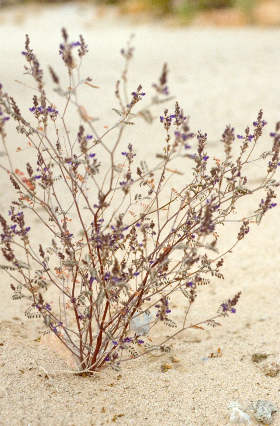 Psorothamnus fremontii