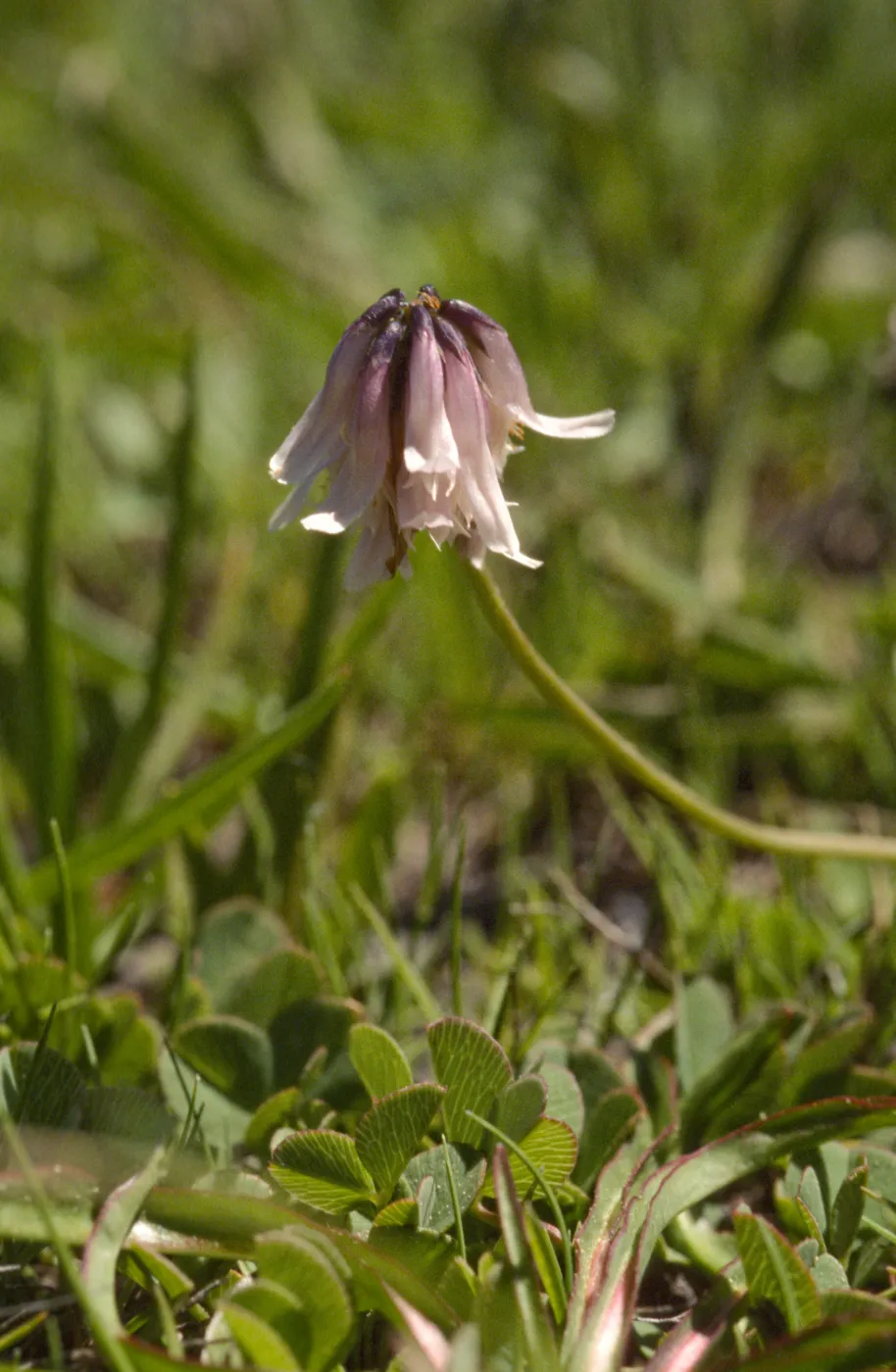 Trifolium bolanderi