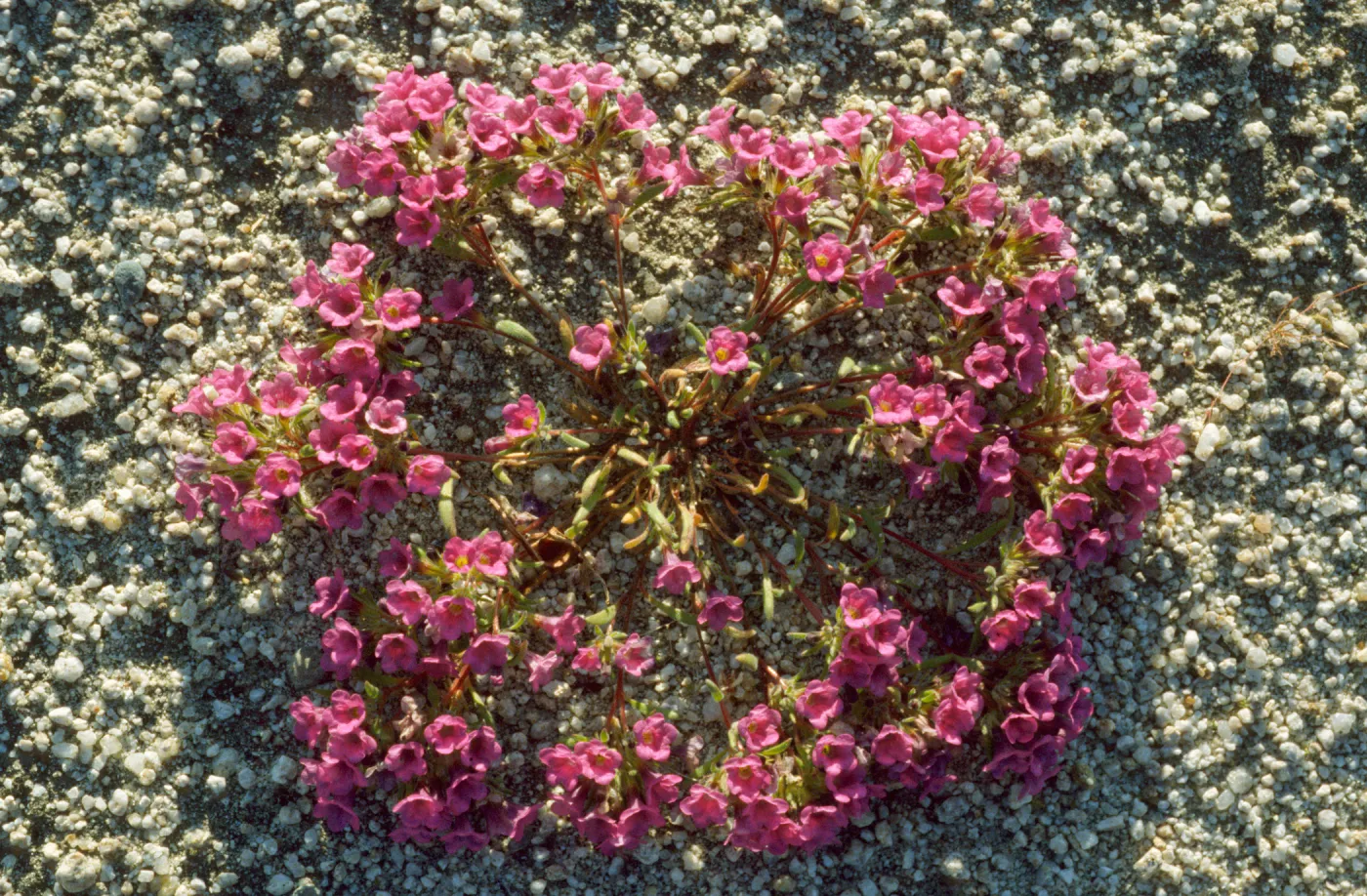 Nama demissum