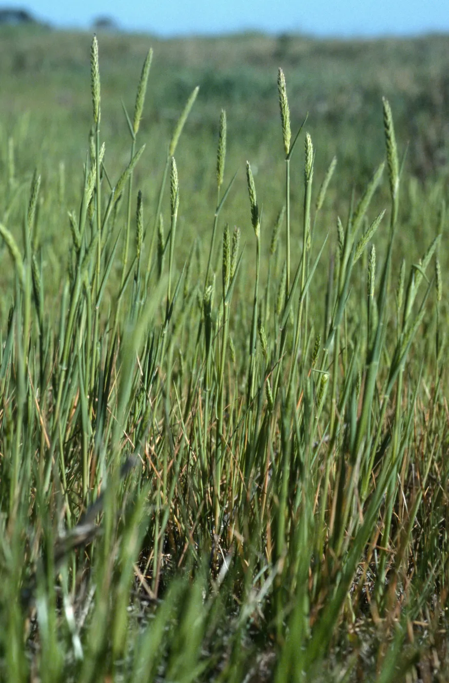 Alopecurus saccatus