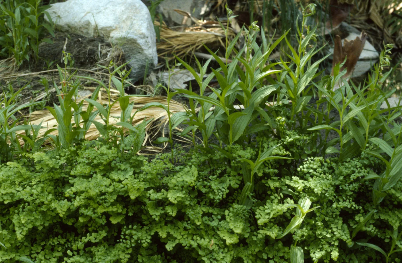 Epipactis gigantea