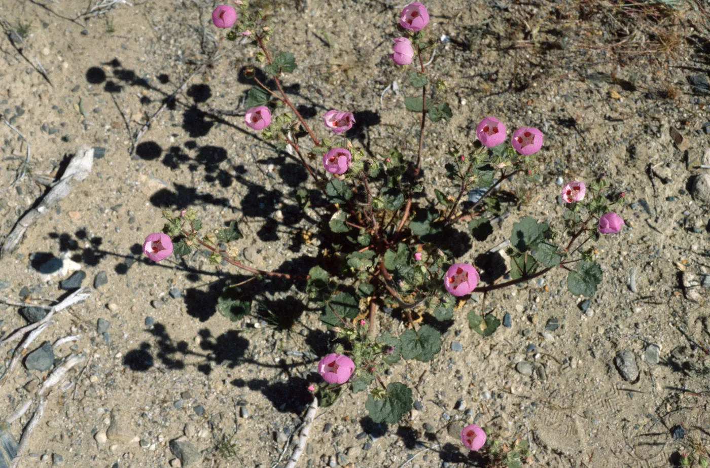 Eremalche rotundifolia
