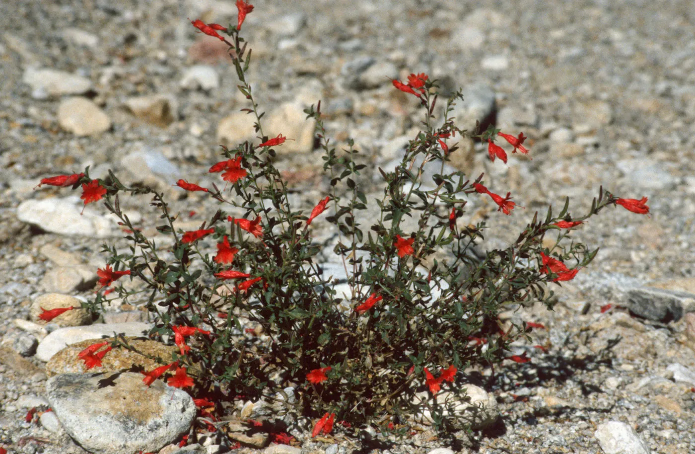 Zauschneria garrettii
