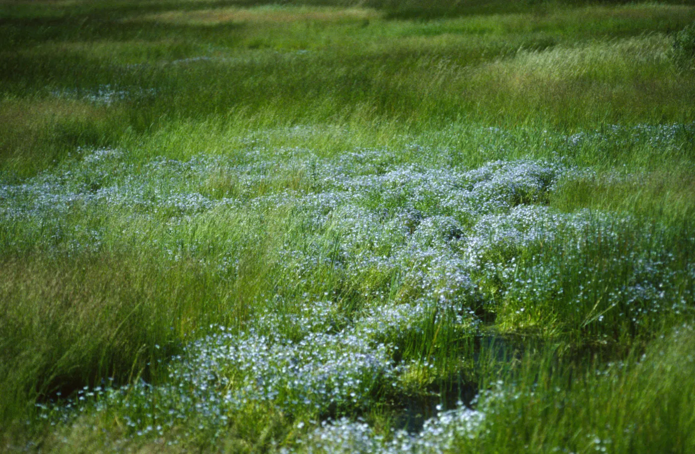 Porterella Pond