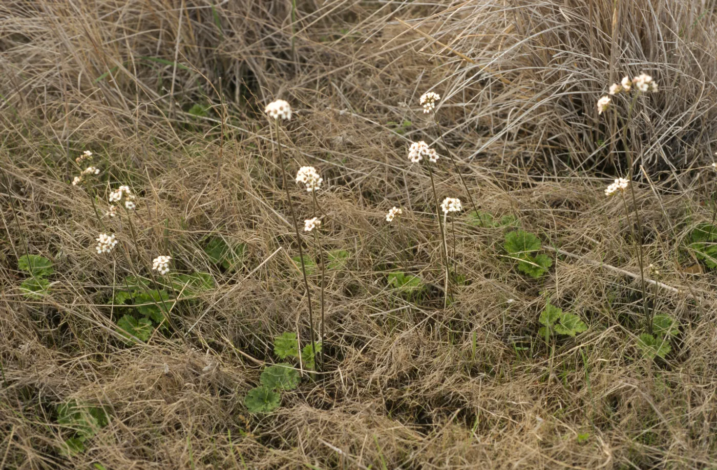 Jepsonia malvifolia