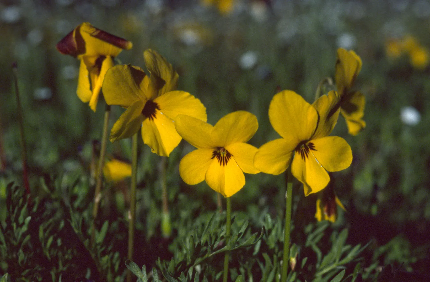 Viola douglasii
