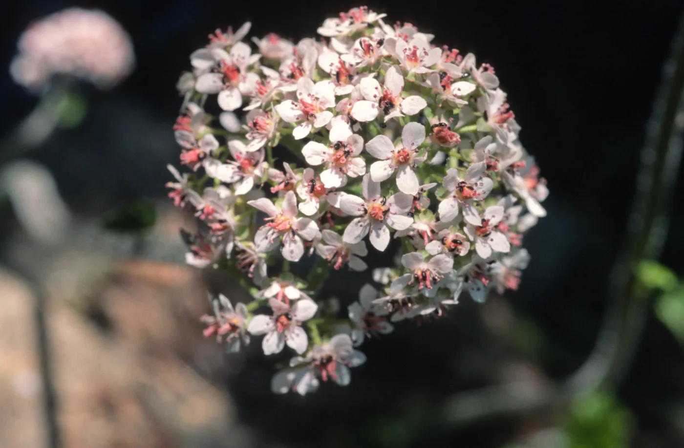 Darmera peltata