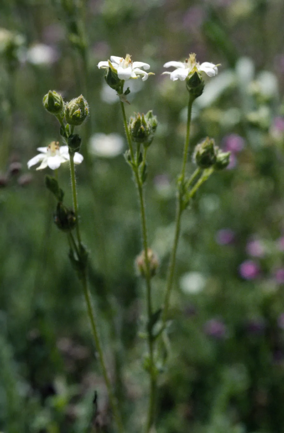 Horkelia yadonii