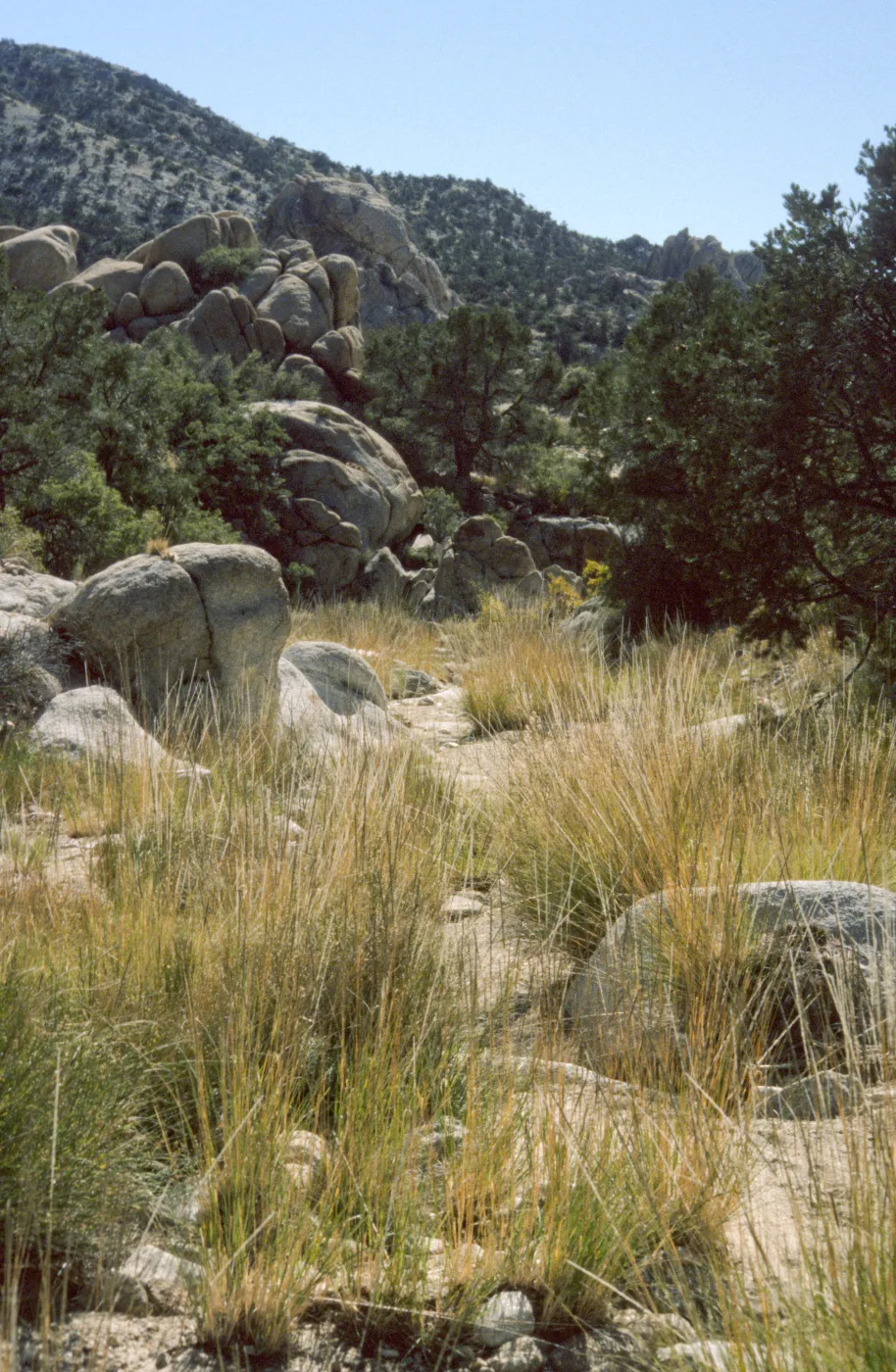 Muhlenbergia rigens
