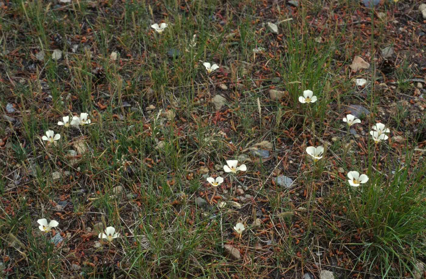 Calochortus leichtlinii