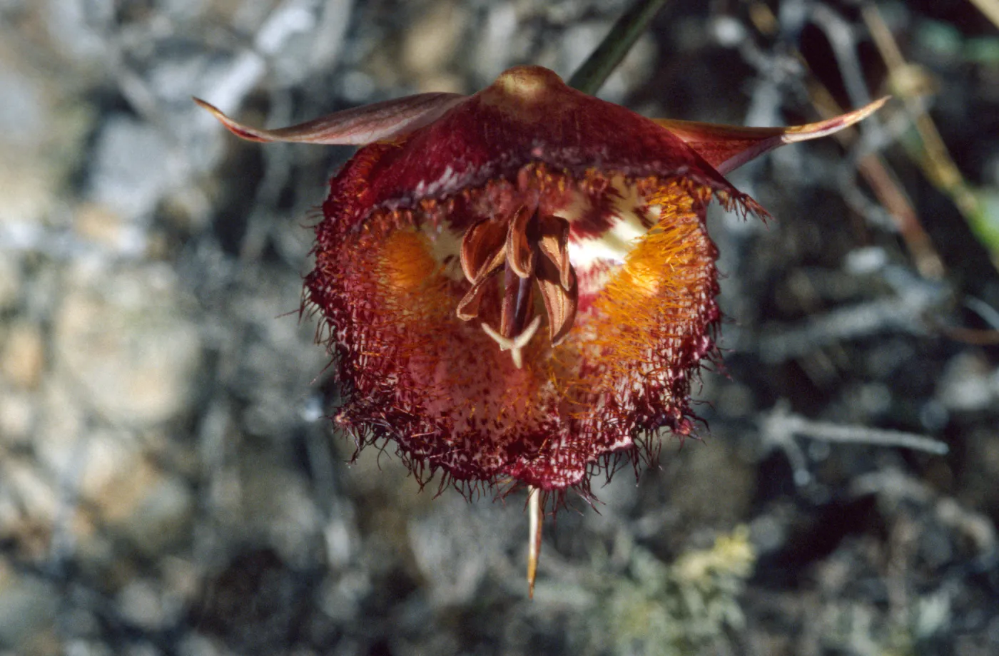 Calochortus weedii