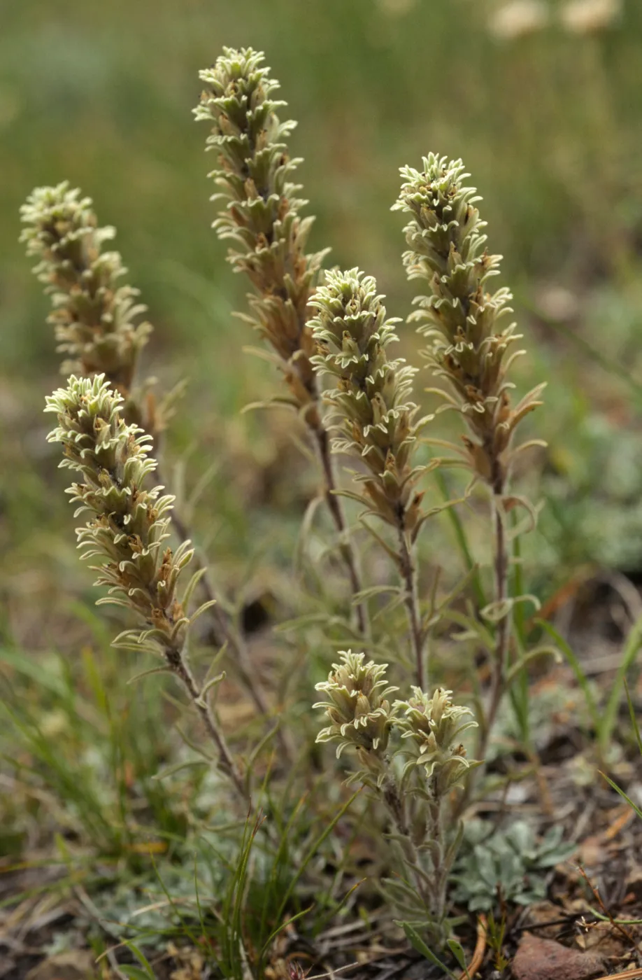 Castilleja pilosa
