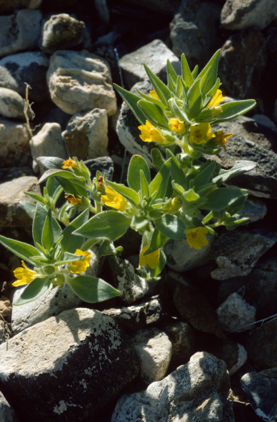Mohavea breviflora