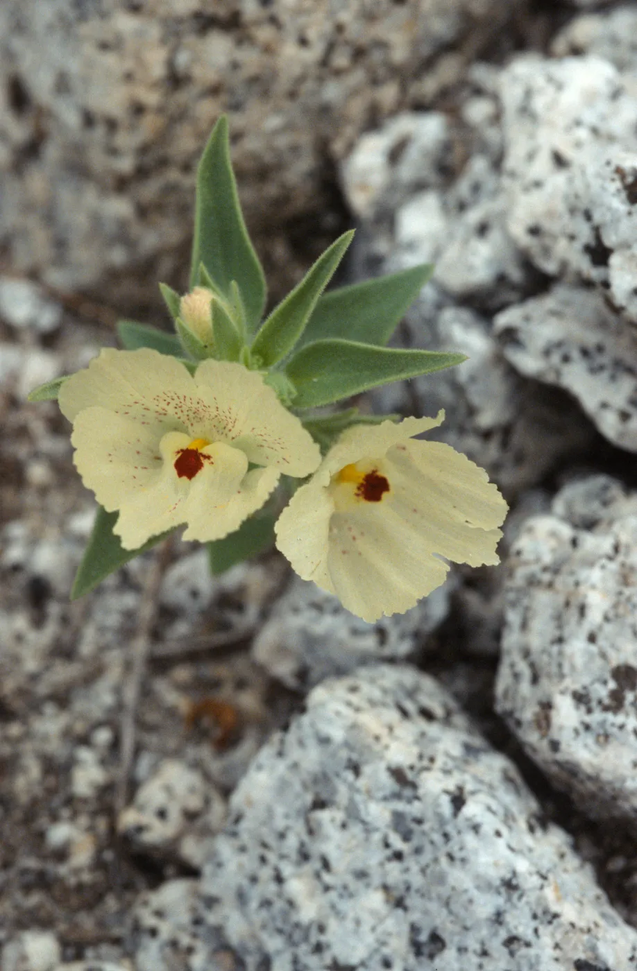 Mohavea confertiflora