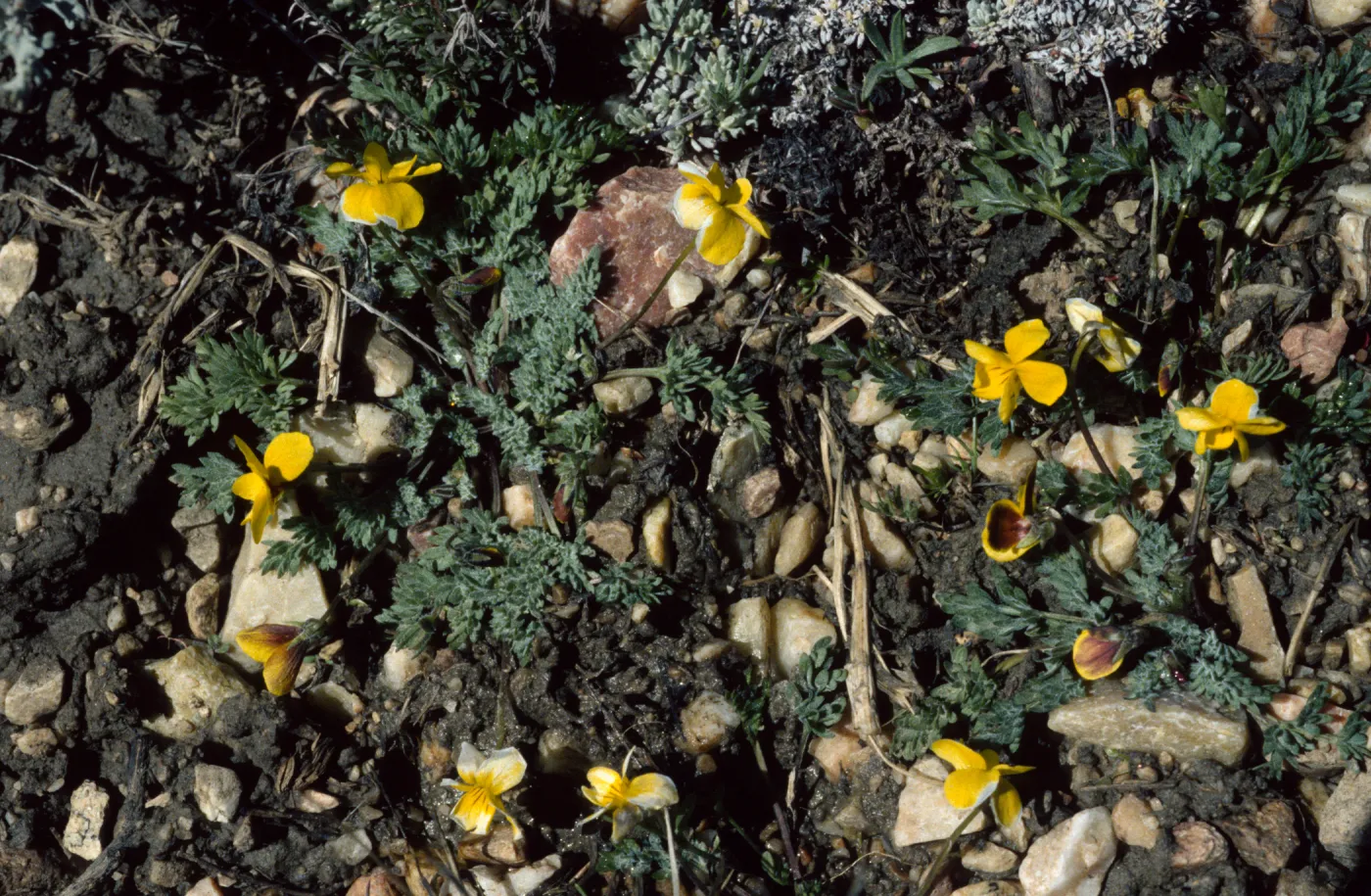 Viola douglasii