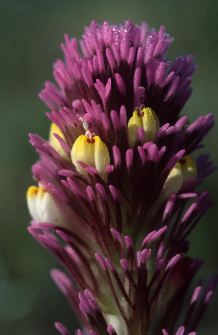 Castilleja exserta exserta