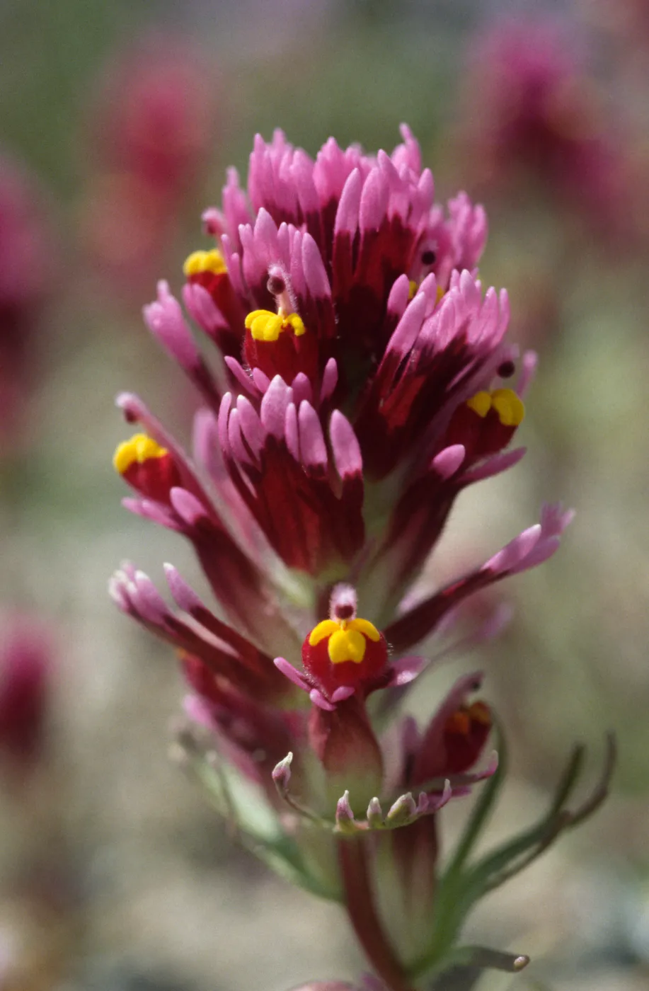 Castilleja exserta venusta