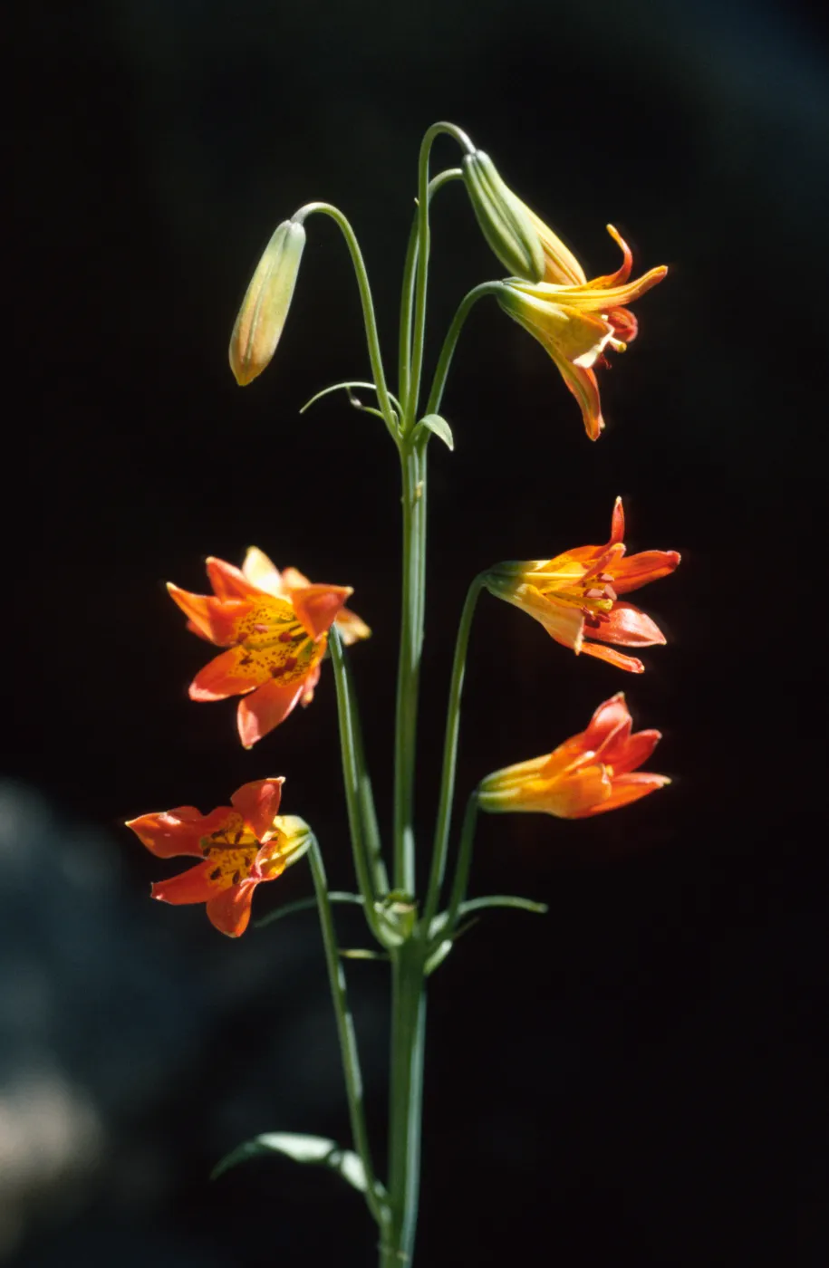 Lilium parvum
