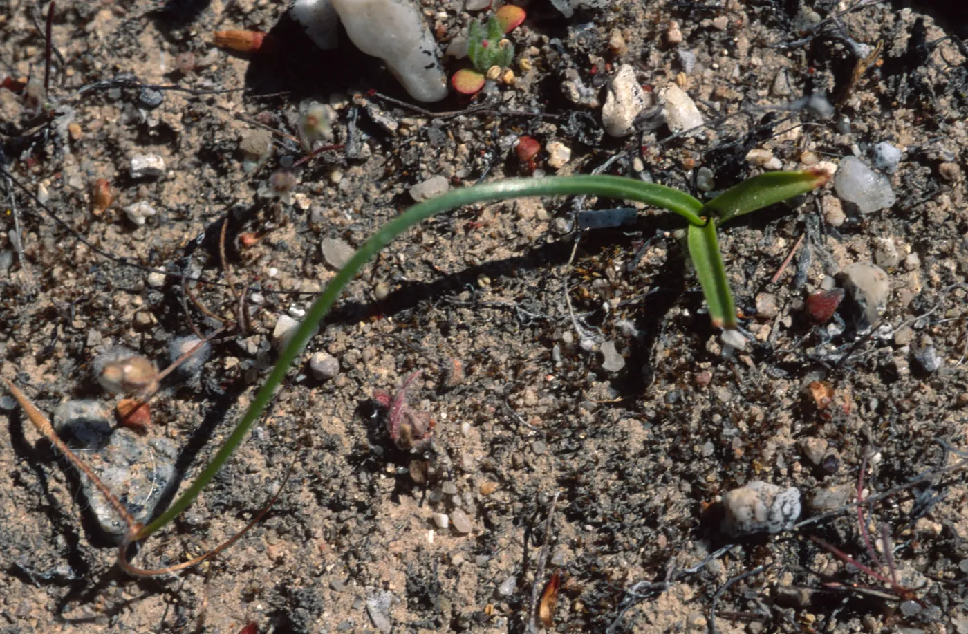 Chlorogalum purpureum purpureum