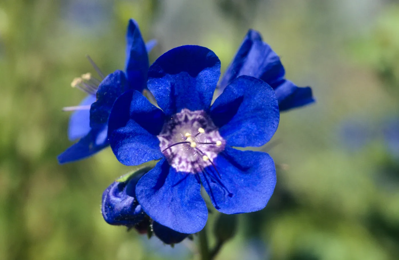 Phacelia viscida