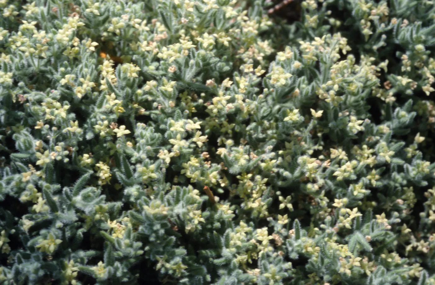 Galium clementis