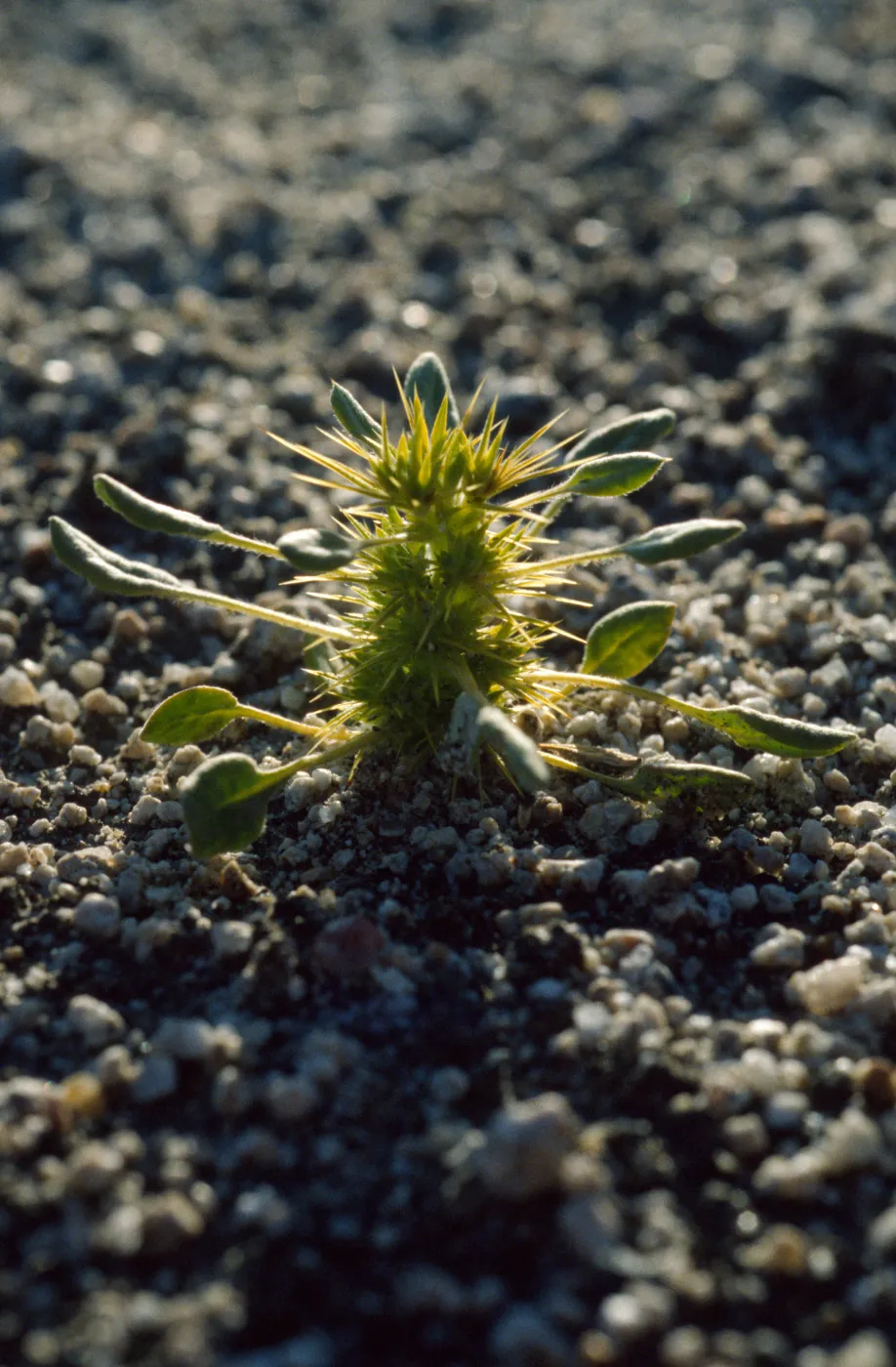 Chorizanthe rigida