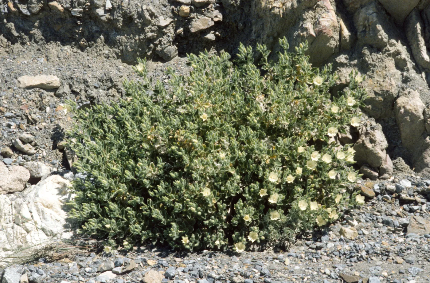 Eucnide urens