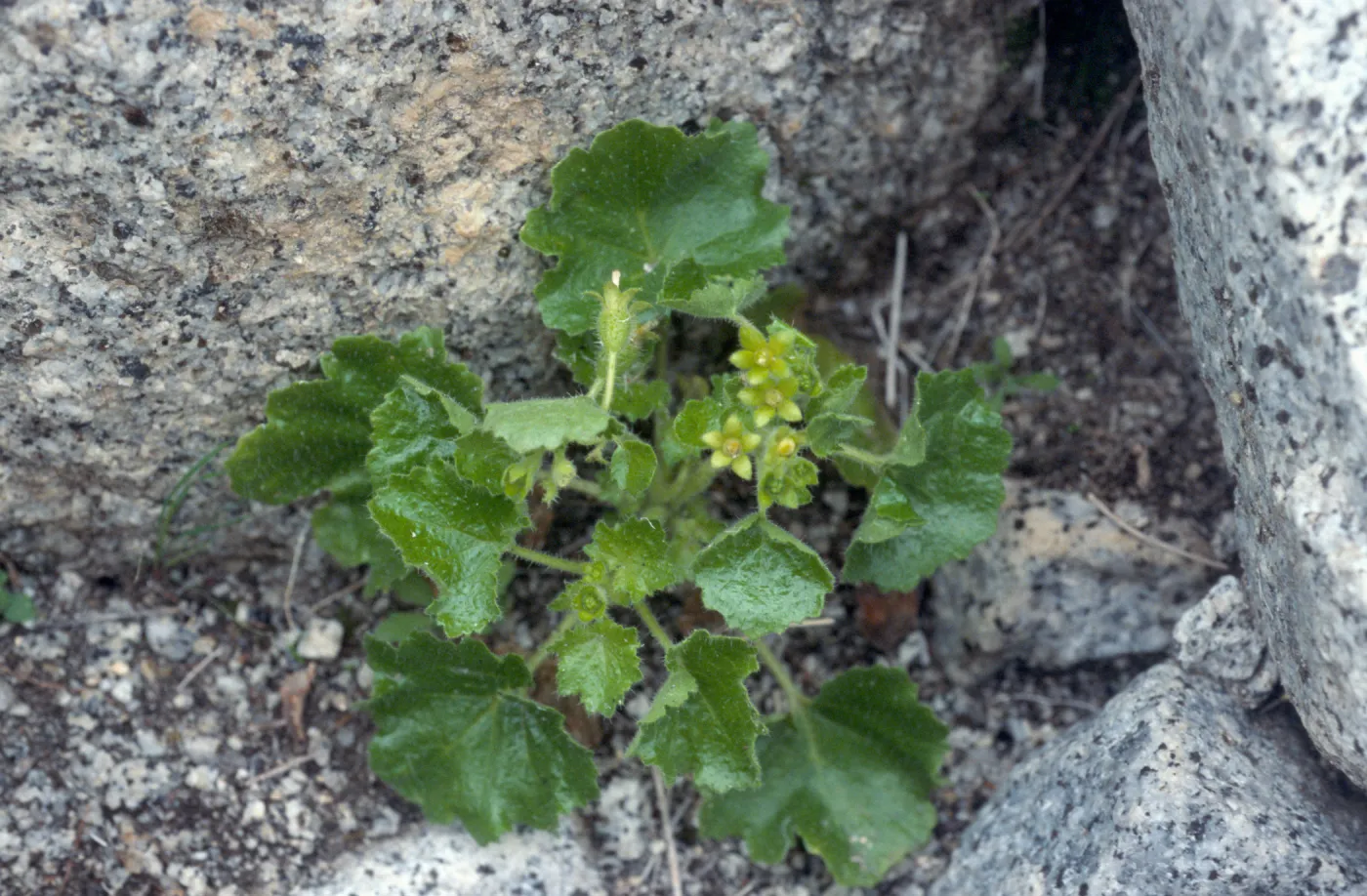 Eucnide rupestris