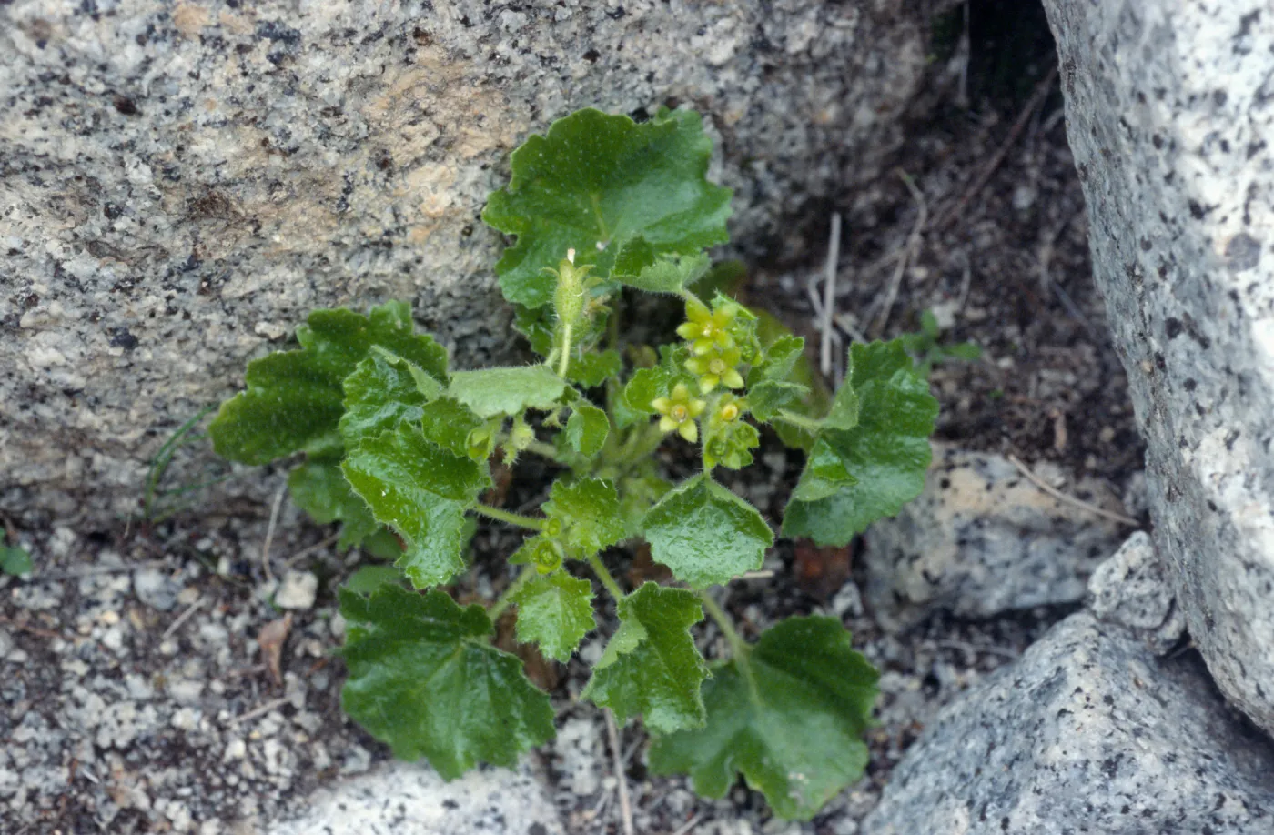 Eucnide rupestris