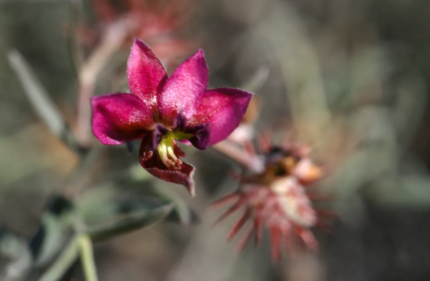 Krameria erecta