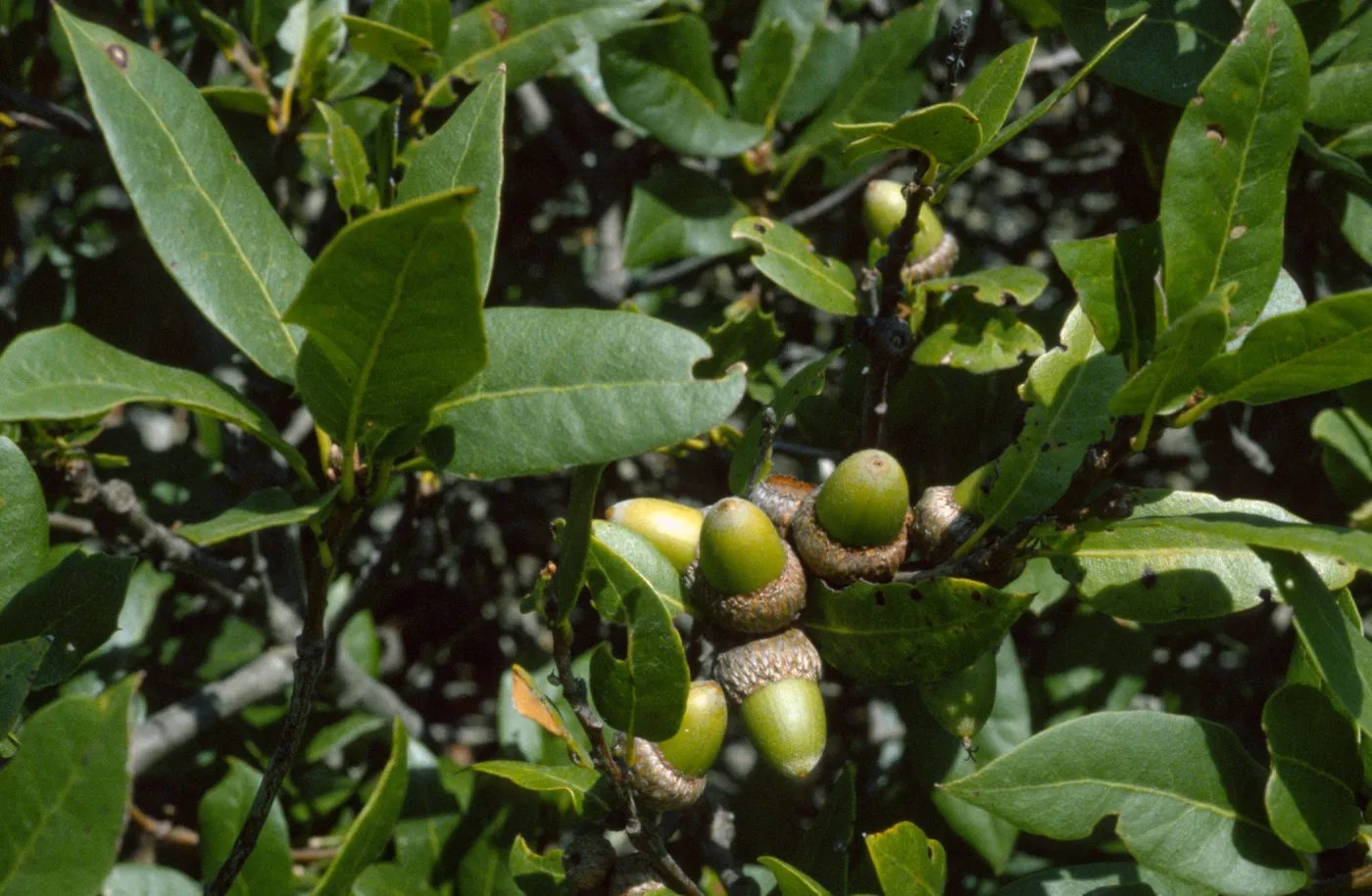 Quercus parvula